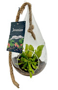 10" Carnivorous Hanging Glass Pear (Box of 6)